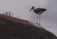 bird on the lodge