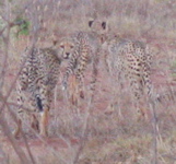 cheetah glance