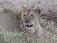 closeup lion