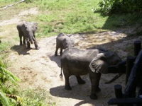 elephants