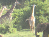 giraffes through binoculars