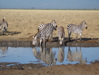 zebras