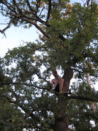 Mattboy in tree