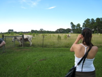 Ami sees cattle - 1