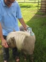 Francois rides Bonnie - 1