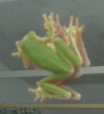 green mirror frog