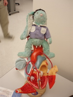 Francois on Fred's heart model