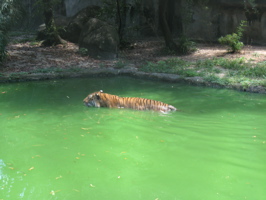 tiger swimming in green water