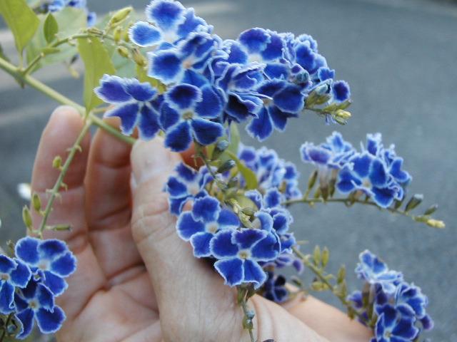 blue flowers