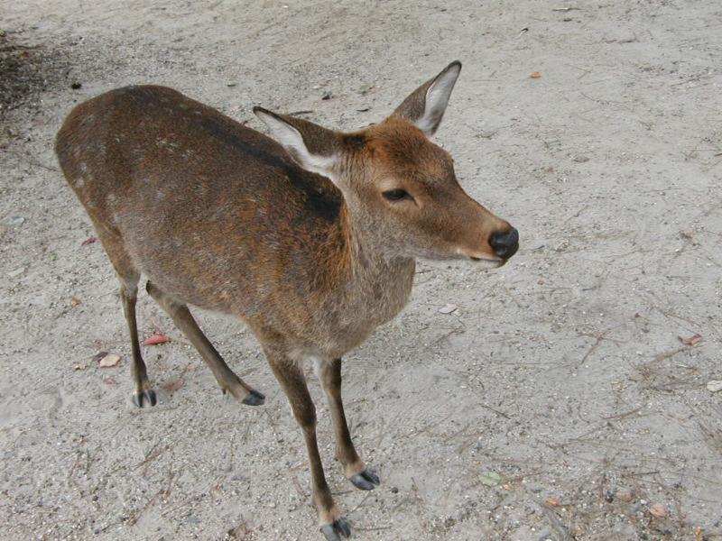 deer in Nara