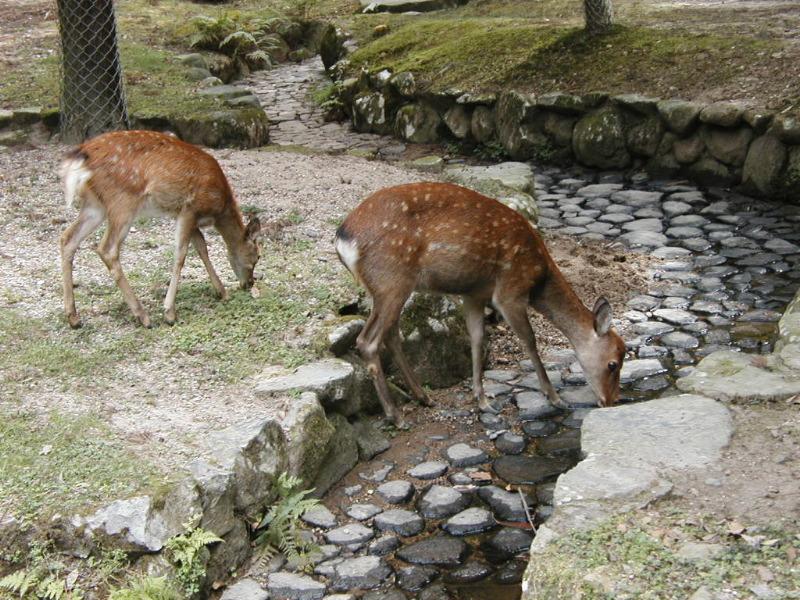 deer in Nara