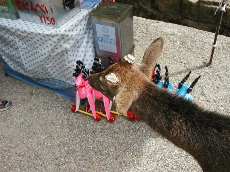 deer in Nara