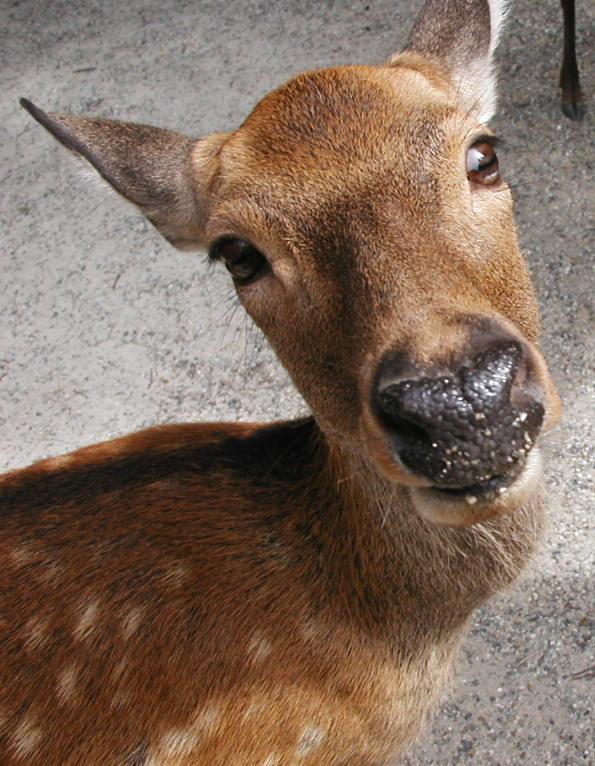 deer in Nara