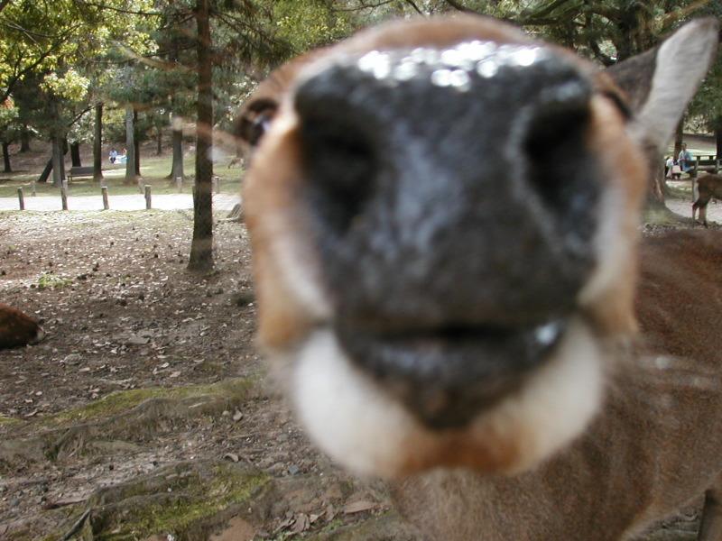 deer in Nara