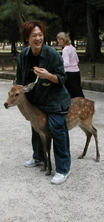 deer in Nara