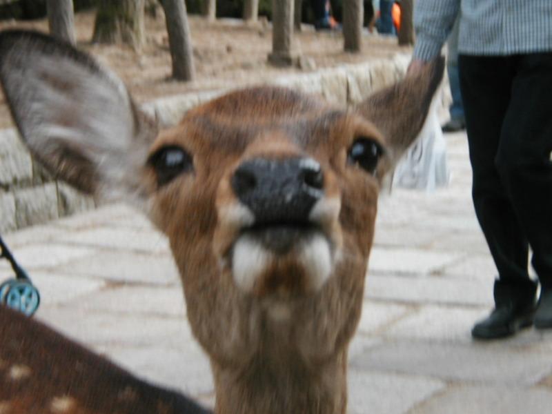 Nara deer