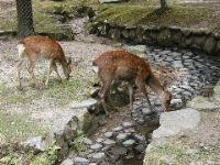 deer in Nara