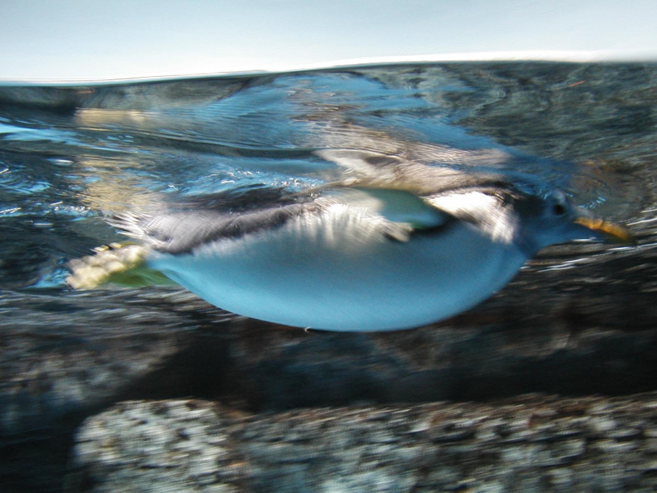 Hakkeijima aquarium