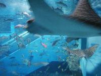 Hakkeijima aquarium