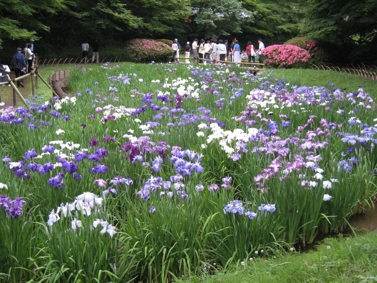 irises for janette