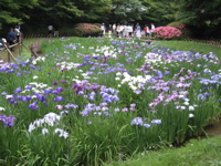 irises for janette