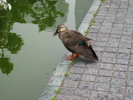 duck at fish sidewalk