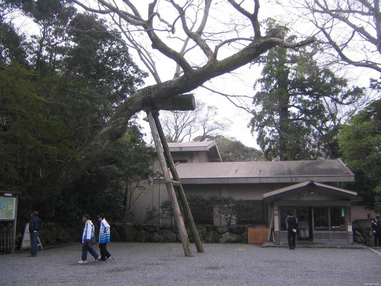 huge tree support