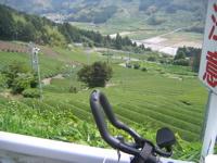 TJ Bike overlooking a fanned tea farm