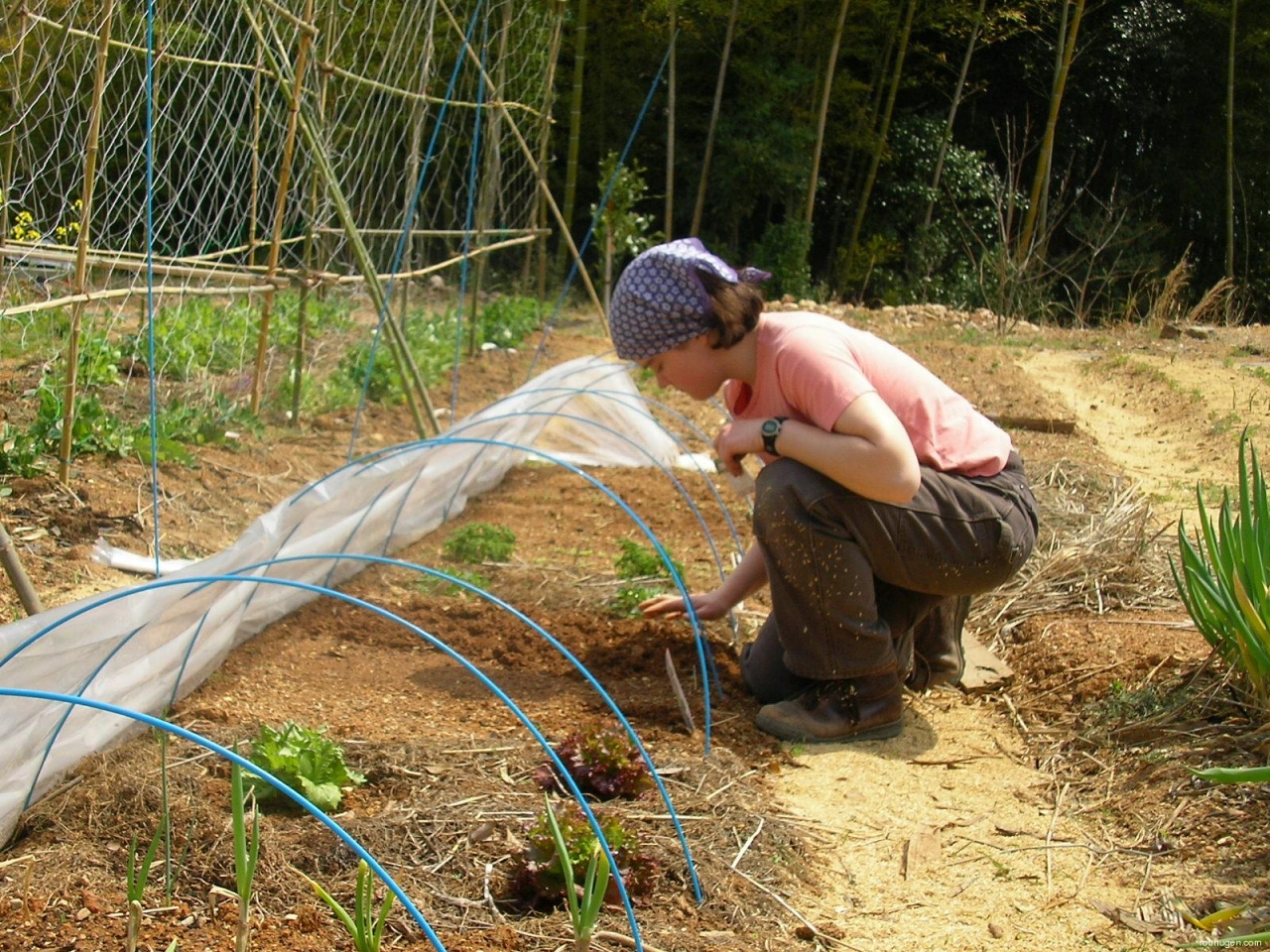 Anne planting