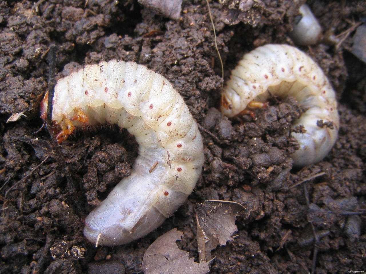 two grubs closeup