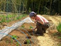 Anne planting