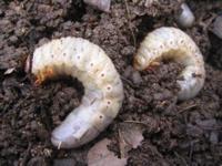 two grubs closeup