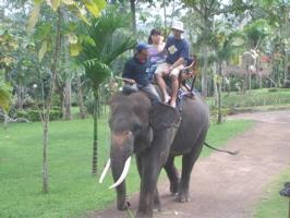 benefits of taking elephants for a walk