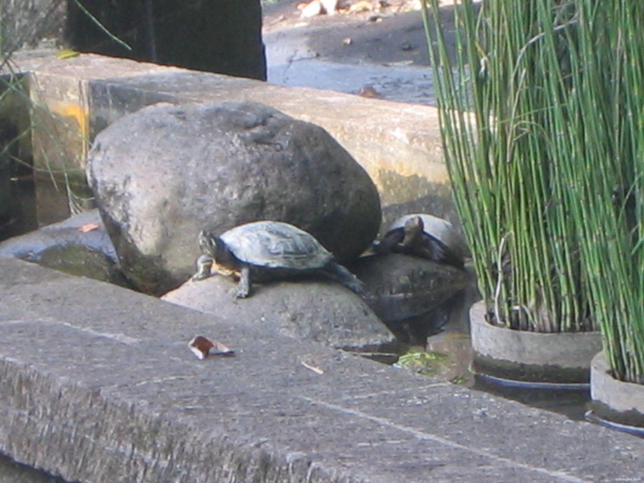 2 turtles