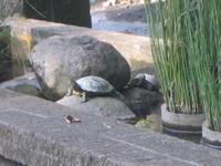 2 turtles