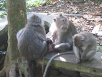 four monkeys including infant