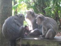 three monkeys plus infant