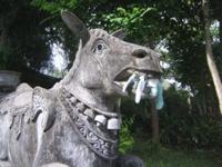 Francois fights a donkey