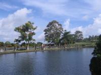 water palace trees