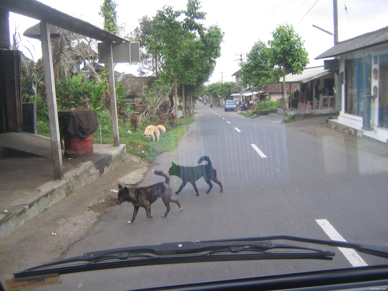 3 of bali's countless dogs