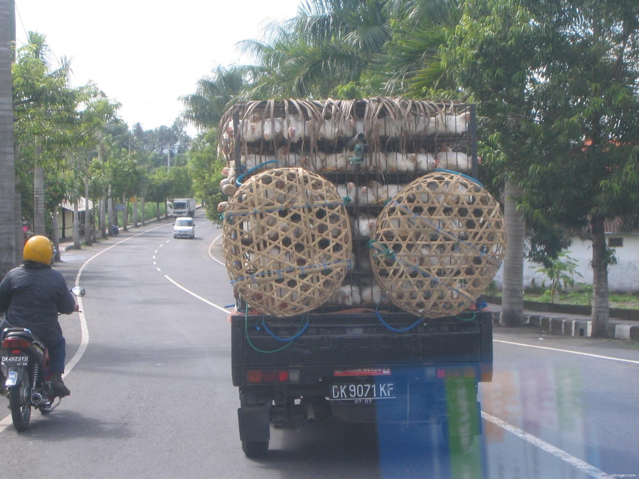 chicken truck