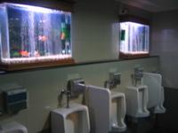 aquariums above urinals