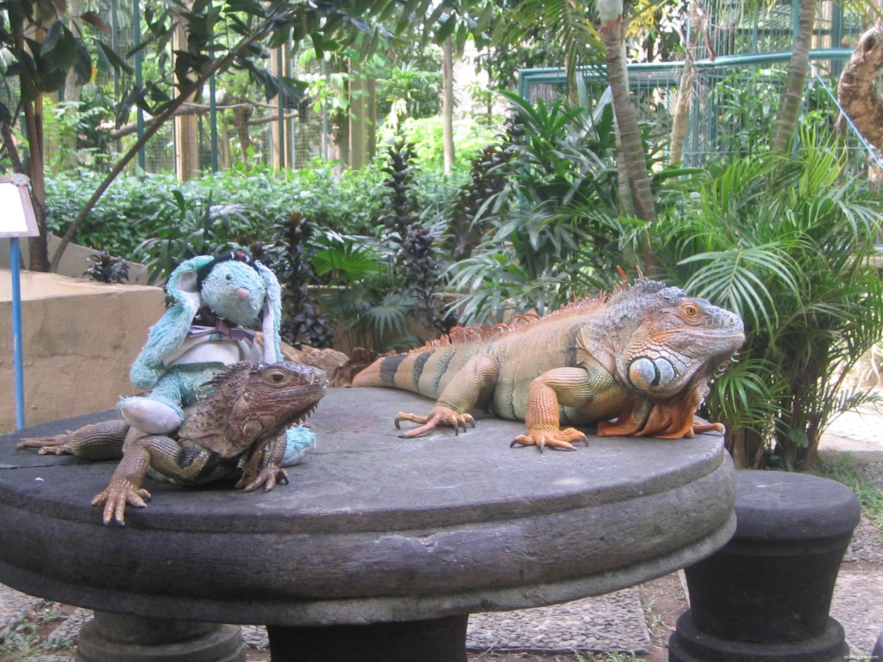 Francois rides small iguana