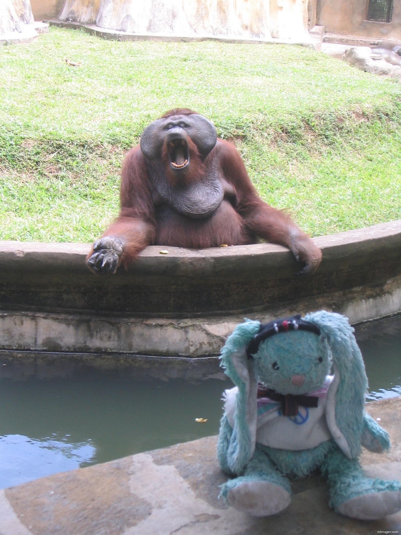 Orangutan bored by Francois