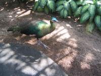 peafowl